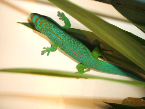 Phelsuma flavigularis
